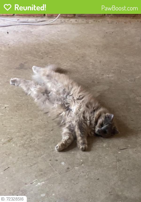 Reunited Female Cat last seen 12/hoover, Warren, MI 48093
