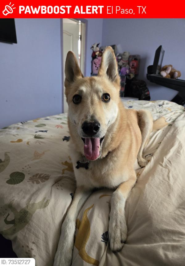 Lost Female Dog last seen Flora alba Dr. & Sun Fire Blvd, El Paso, TX 79928