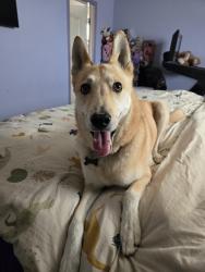 Lost Female Dog last seen Flora alba Dr. & Sun Fire Blvd, El Paso, TX 79928