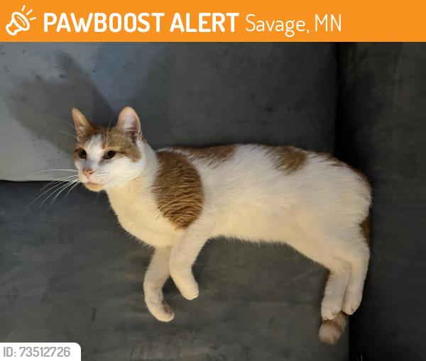 Found/Stray Male Cat last seen Independence Ave, Savage MN 55378, Savage, MN 55378
