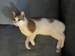 Found/Stray Male Cat last seen Independence Ave, Savage MN 55378, Savage, MN 55378