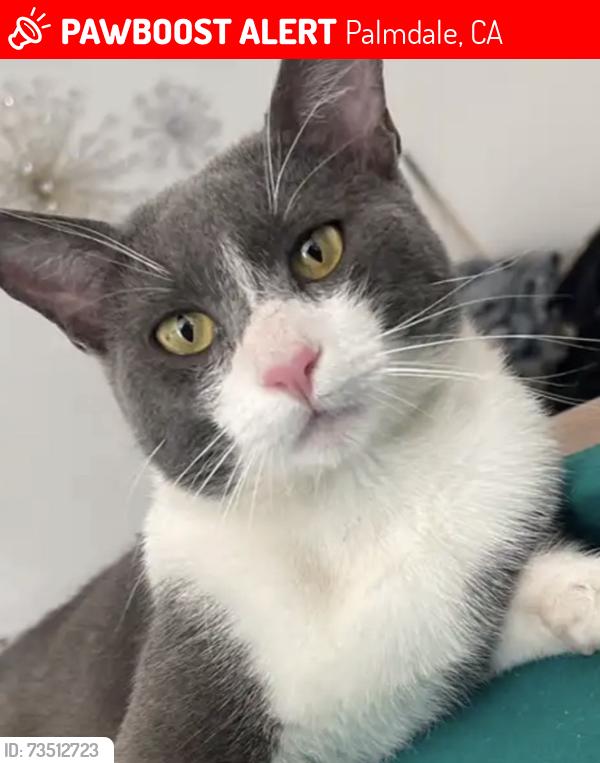 Lost Male Cat last seen East Ave R8 and Highland Ct, Palmdale, CA 93552