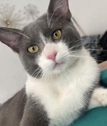 Lost Male Cat last seen East Ave R8 and Highland Ct, Palmdale, CA 93552