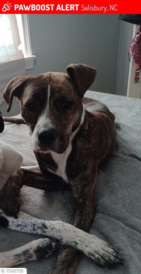 Lost Female Dog last seen Henderson street, Salisbury, NC 28146
