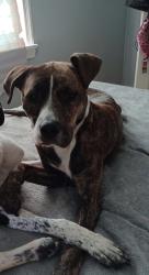 Lost Female Dog last seen Henderson street, Salisbury, NC 28146