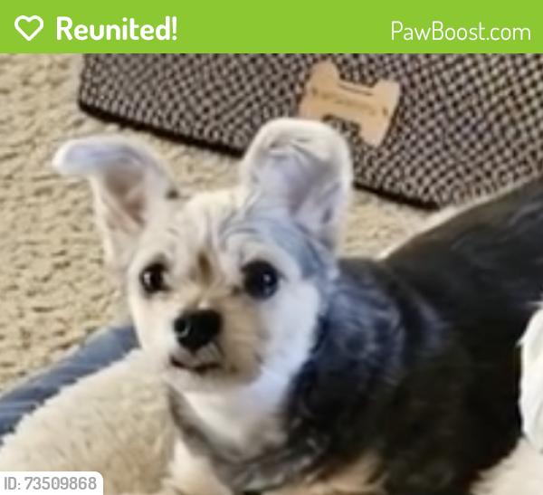 Reunited Female Dog last seen Crestvew by dollar tree, Harrison, AR 72601