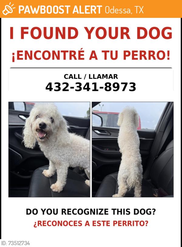 Odessa, TX Stray Male Dog Found Near Parks bell ranch area near waggnor ...