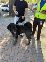Found/Stray Male Dog last seen Laurel CYN, Los Angeles, CA 91345