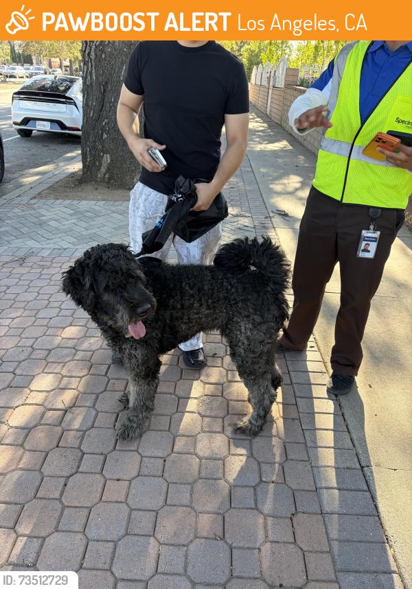 Found/Stray Male Dog last seen Laurel CYN, Los Angeles, CA 91345