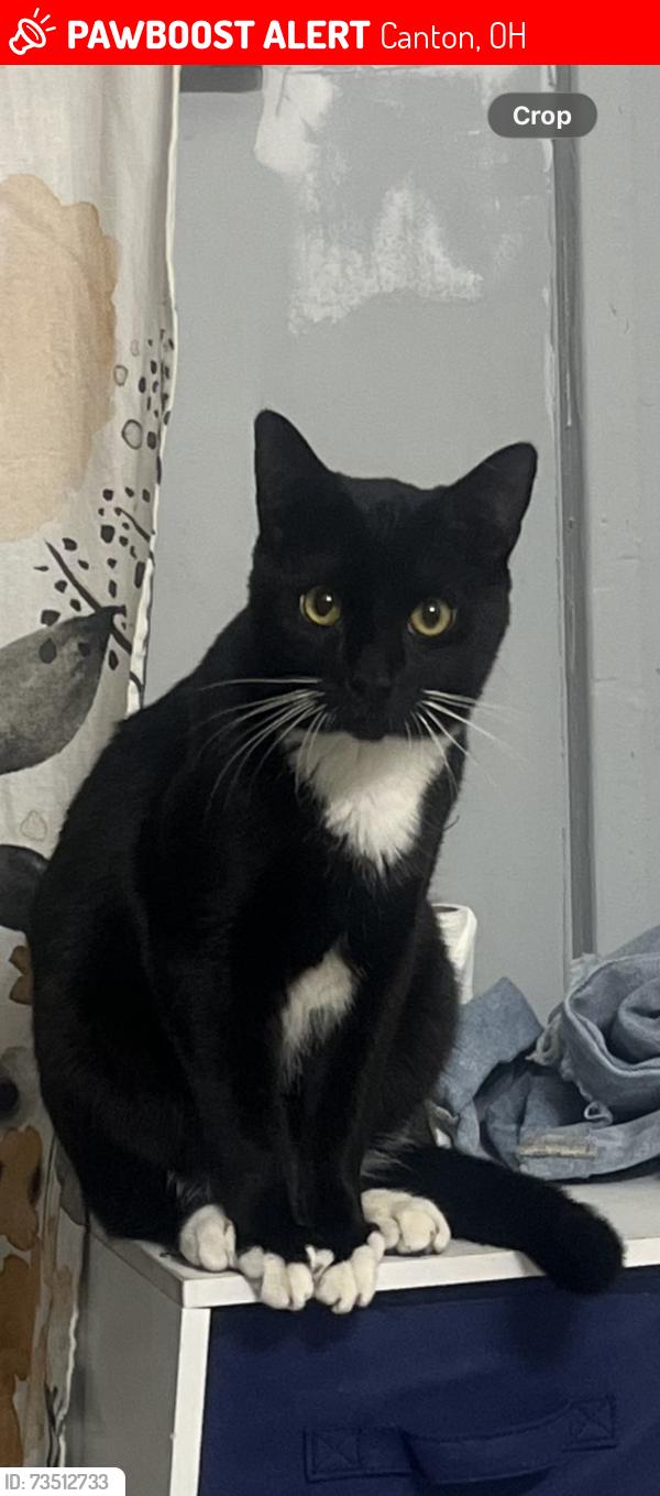 Lost Male Cat last seen 25th and Myrtle, Canton, OH 44709