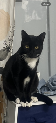 Lost Male Cat last seen 25th and Myrtle, Canton, OH 44709