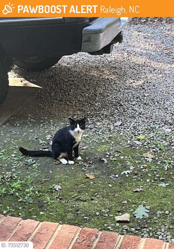Found/Stray Unknown Cat last seen Riverview, Raleigh, NC 27610