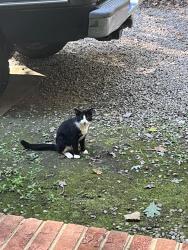 Found/Stray Unknown Cat last seen Riverview, Raleigh, NC 27610
