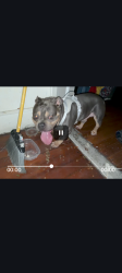 Lost Male Dog last seen Mittman /Vine st, San Antonio, TX 78210