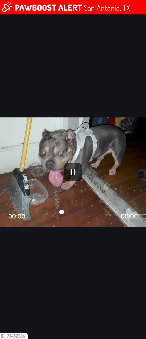 Lost Male Dog last seen Mittman /Vine st, San Antonio, TX 78210