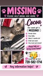 Lost Female Cat last seen Near reflections on 92nd, Westminster, CO 80021