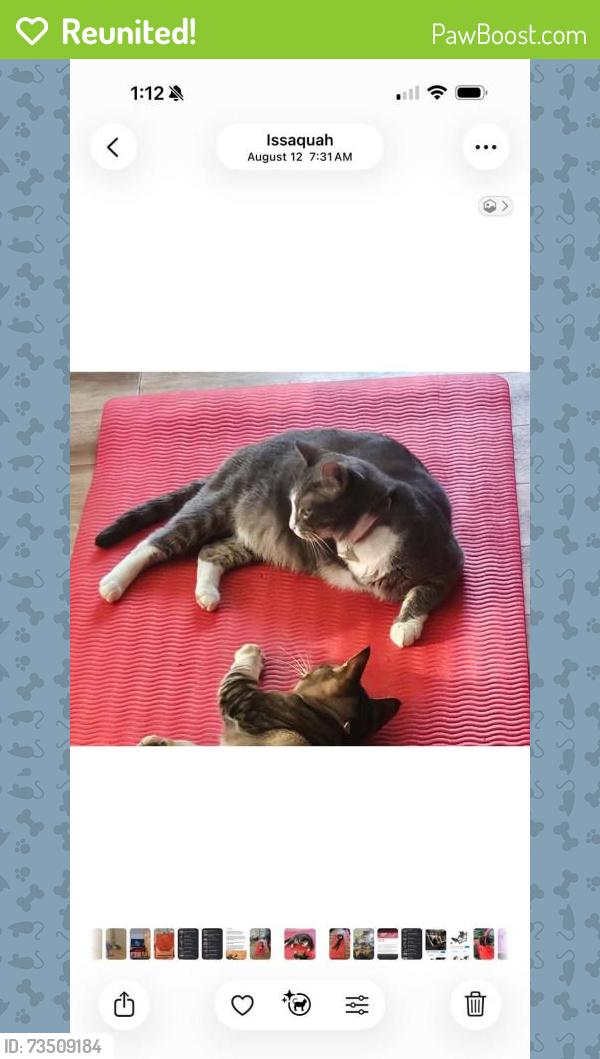 Reunited Female Cat last seen Near northwest mullridge place, issaquah WA 98027, Issaquah, WA 98027