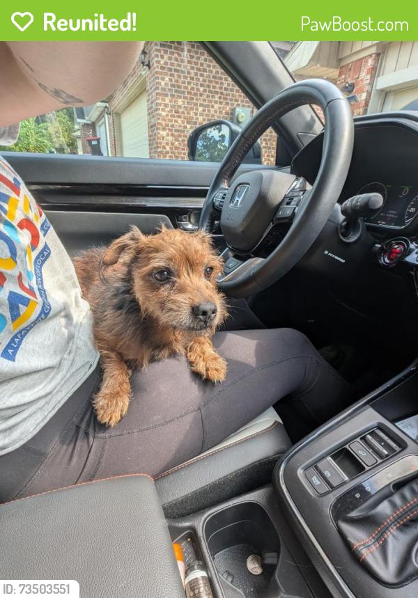 Reunited Male Dog last seen Venus Drive, Lafayette, LA 70501