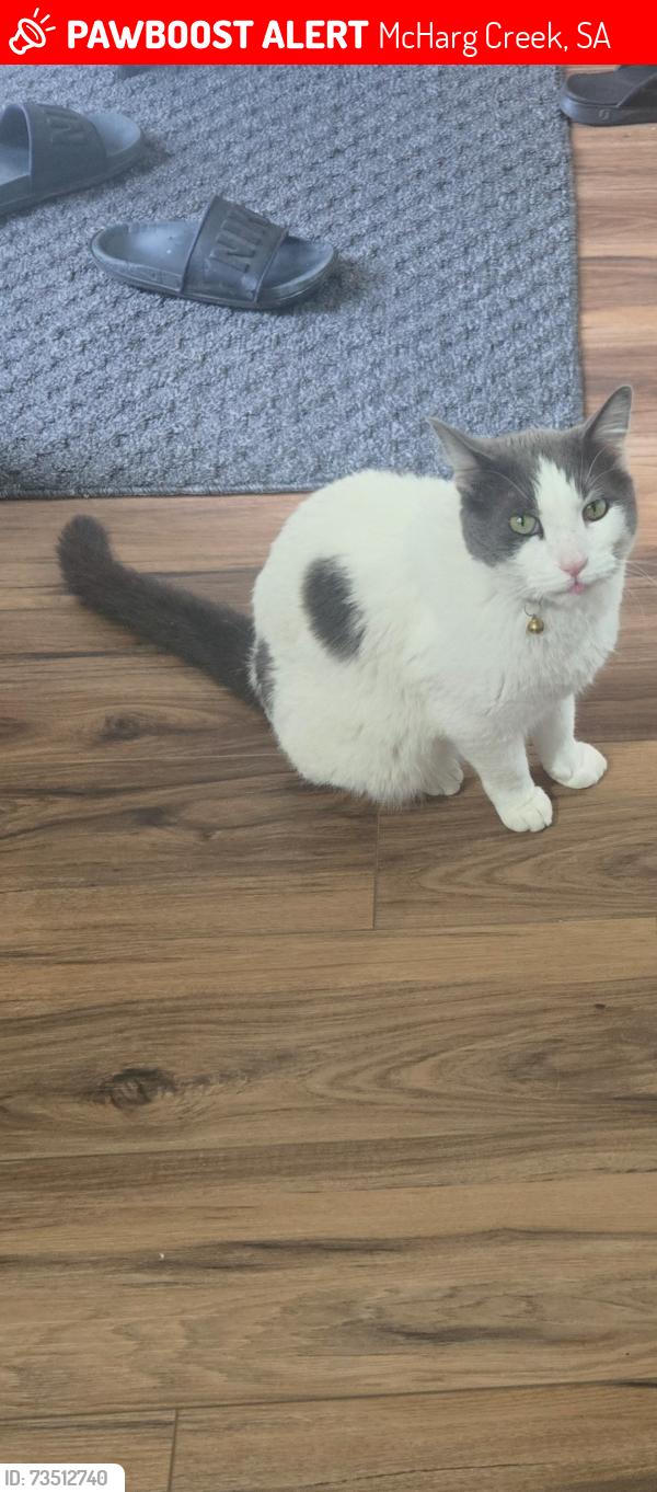 Lost Male Cat last seen C and Wilmont rd, McHarg Creek, SA 5157