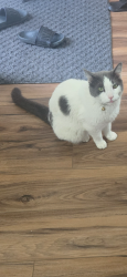 Lost Male Cat last seen C and Wilmont rd, McHarg Creek, SA 5157