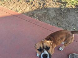 Found/Stray Male Dog last seen Highland and Pershing, Visalia, CA 93291