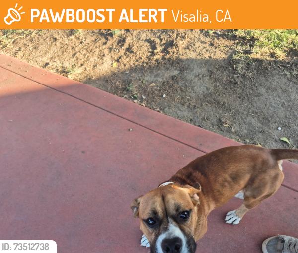 Found/Stray Male Dog last seen Highland and Pershing, Visalia, CA 93291