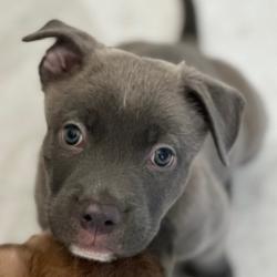 Shelter Stray Female Dog last seen , 3612 11th Ave, Los Angeles, CA 90018, USA