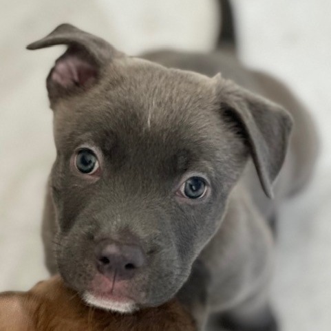 Shelter Stray Female Dog last seen , 3612 11th Ave, Los Angeles, CA 90018, USA