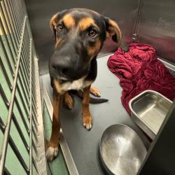 Shelter Stray Male Dog last seen , 2350 Appling City Cove, Memphis, TN 38133, USA