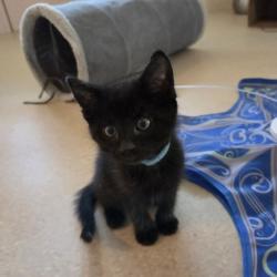 Shelter Stray Male Cat last seen , 361 S Raymond Ave, Pasadena, CA 91105, USA