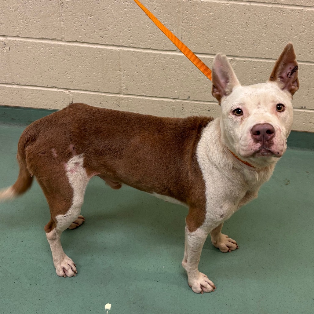 Shelter Stray Male Dog last seen , 2350 Appling City Cove, Memphis, TN 38133, USA