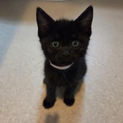 Shelter Stray Female Cat last seen , 361 S Raymond Ave, Pasadena, CA 91105, USA