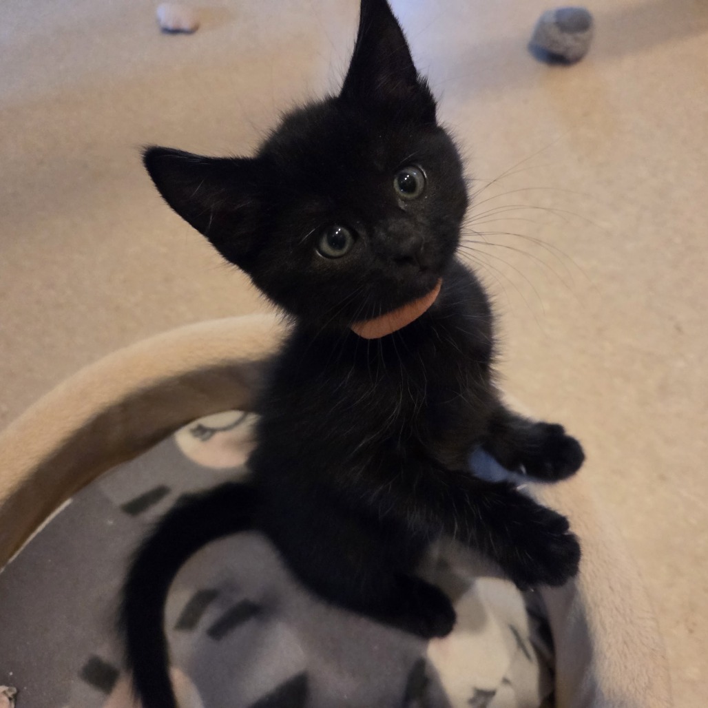 Shelter Stray Female Cat last seen , 361 S Raymond Ave, Pasadena, CA 91105, USA