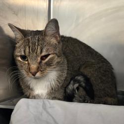 Shelter Stray Male Cat last seen , 2350 Appling City Cove, Memphis, TN 38133, USA