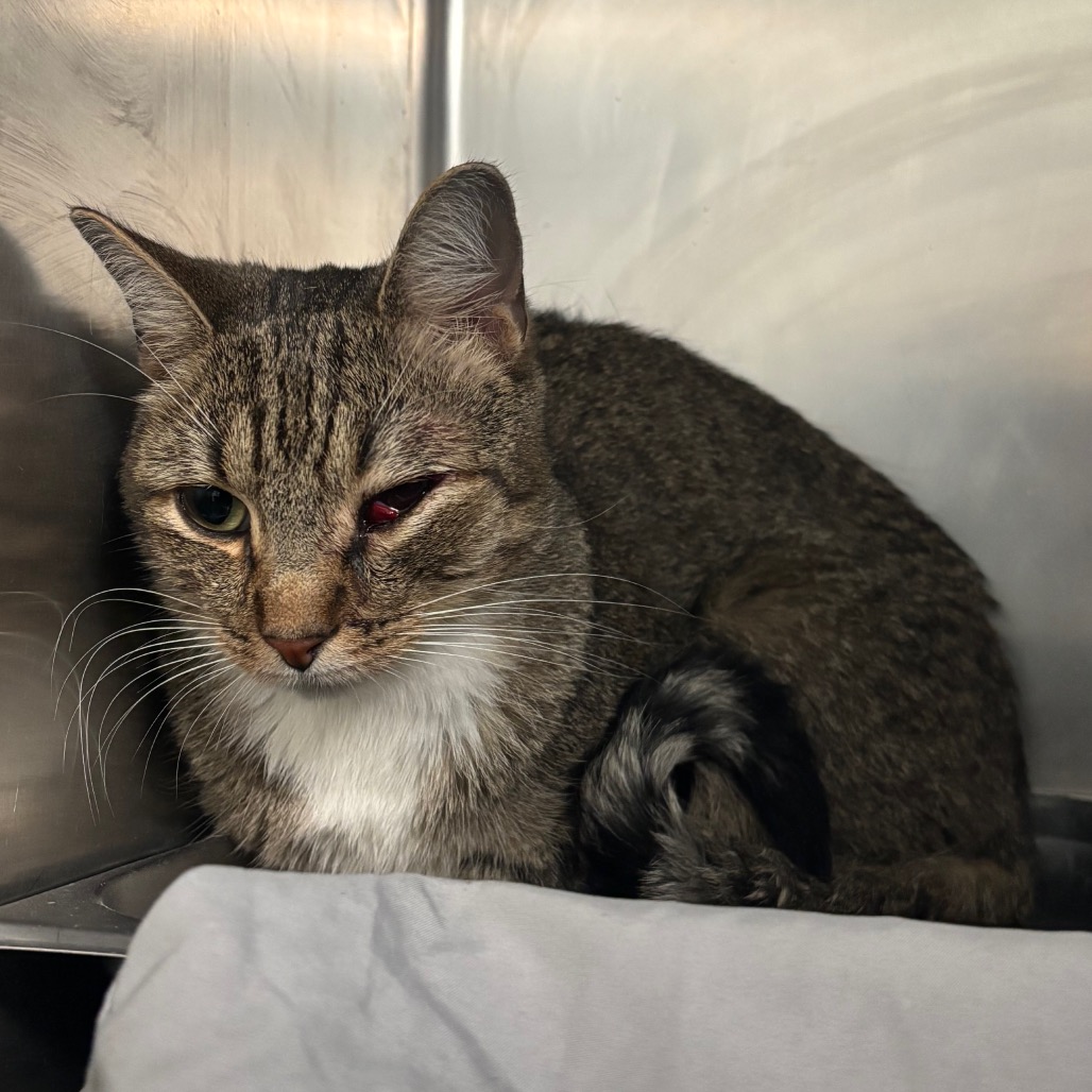 Shelter Stray Male Cat last seen , 2350 Appling City Cove, Memphis, TN 38133, USA