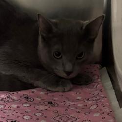 Shelter Stray Male Cat last seen , 2350 Appling City Cove, Memphis, TN 38133, USA