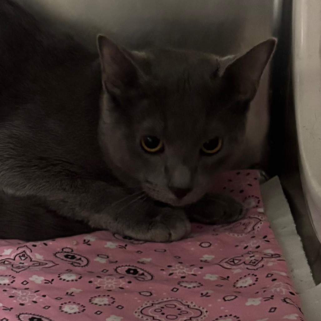 Shelter Stray Male Cat last seen , 2350 Appling City Cove, Memphis, TN 38133, USA