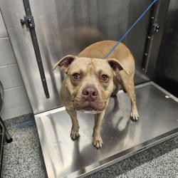 Shelter Stray Male Dog last seen , 244 Georgetown Rd, Jacksonville, NC 28540, USA