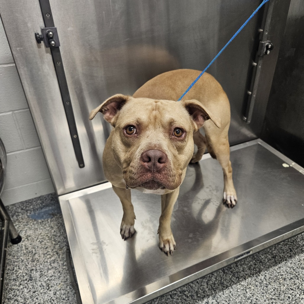 Shelter Stray Male Dog last seen , 244 Georgetown Rd, Jacksonville, NC 28540, USA