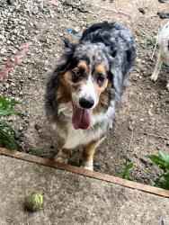 Reunited Male Dog last seen Dotseo & Carlisle, Loveland, CO 80537