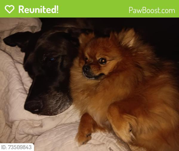 Reunited Male Dog last seen Frisbee school, Wolcott, CT 06716