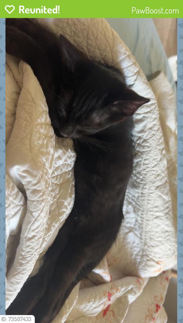 Reunited Female Cat last seen Saint johns wood neighborhood, Richmond, VA 23225