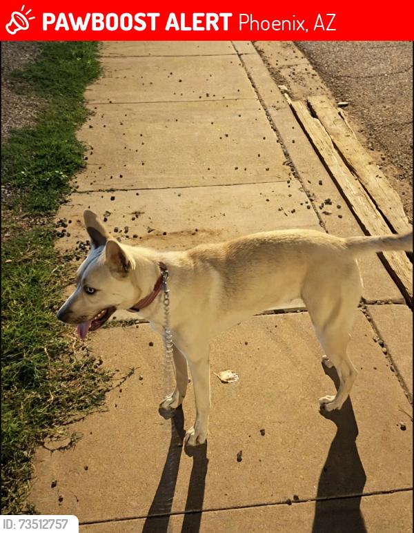 Lost Female Dog last seen Near w tonto st, Phoenix, AZ 85007
