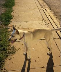 Lost Female Dog last seen Near w tonto st, Phoenix, AZ 85007