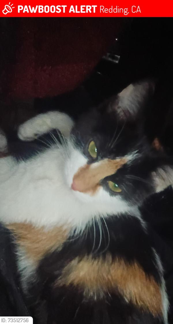 Lost Female Cat last seen Becheli, Redding, CA 96003