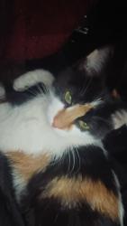Lost Female Cat last seen Becheli, Redding, CA 96003