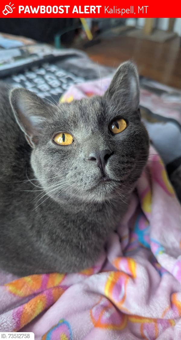Lost Male Cat last seen Trumble Creek Rd and Rose Crossing, Kalispell, MT 59901