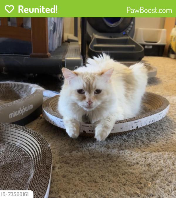 Reunited Female Cat last seen Chestnut dr, Chelsea, MI 48118