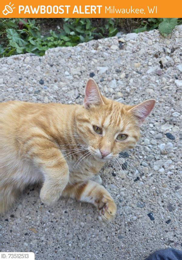 Found/Stray Male Cat last seen Back alley, Milwaukee, WI 53210