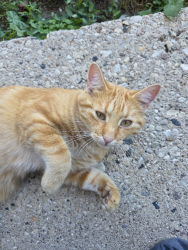 Found/Stray Male Cat last seen Back alley, Milwaukee, WI 53210